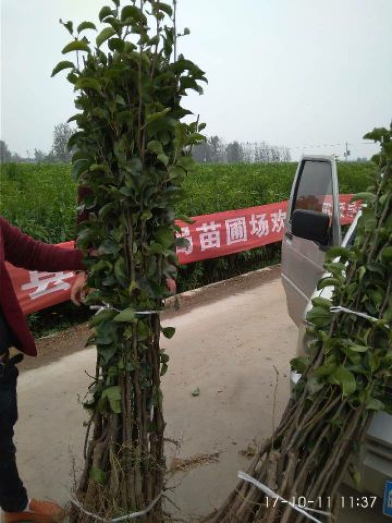 翠玉梨苗，518矮化梨树苗树苗保证品种，签订合同。