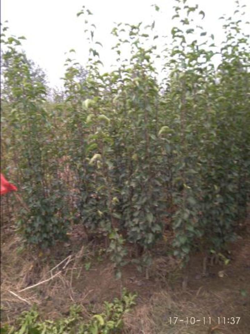 翠玉梨苗，518矮化梨树苗树苗保证品种，签订合同。