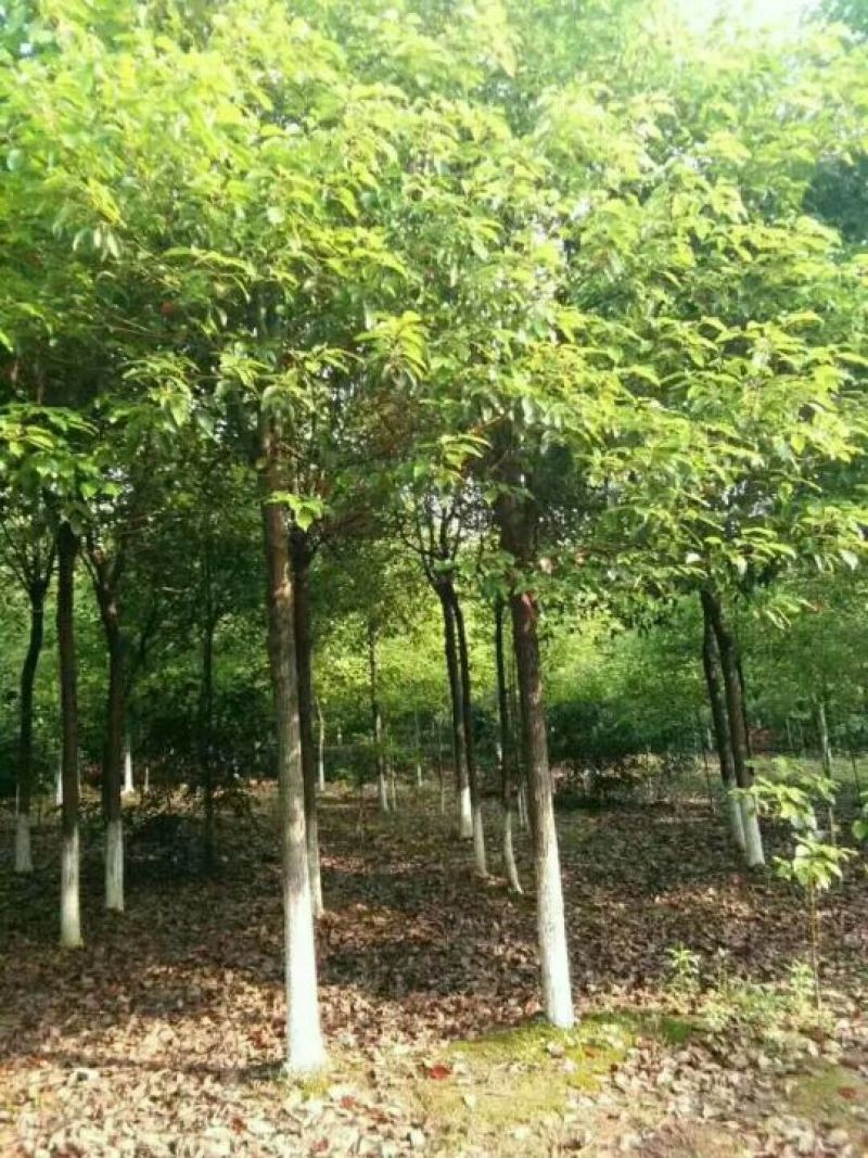 香樟基地1一20公分，现货长期有效，15公分价格。