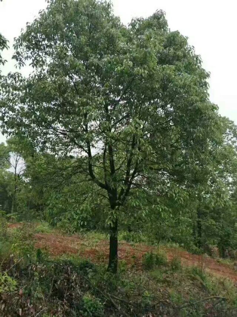 香樟基地1一20公分，现货长期有效，15公分价格。