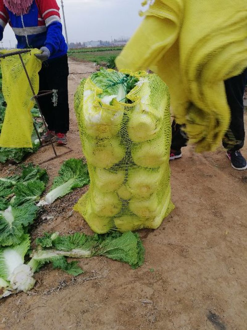 山东北京新三号白菜，大白菜净菜4-6斤适合超市，市场