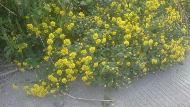 野菊花散装