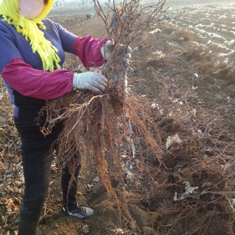 巨峰葡萄苗1年30~50cm