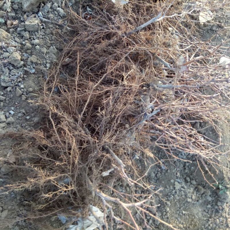 巨峰葡萄苗1年30~50cm