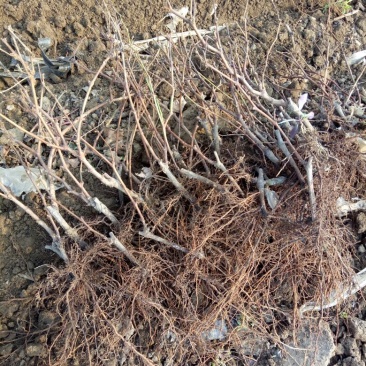 巨峰葡萄苗1年30~50cm