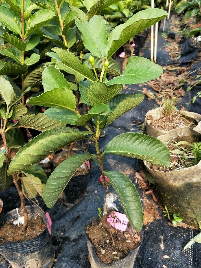 西瓜番石榴苗30~50cm
