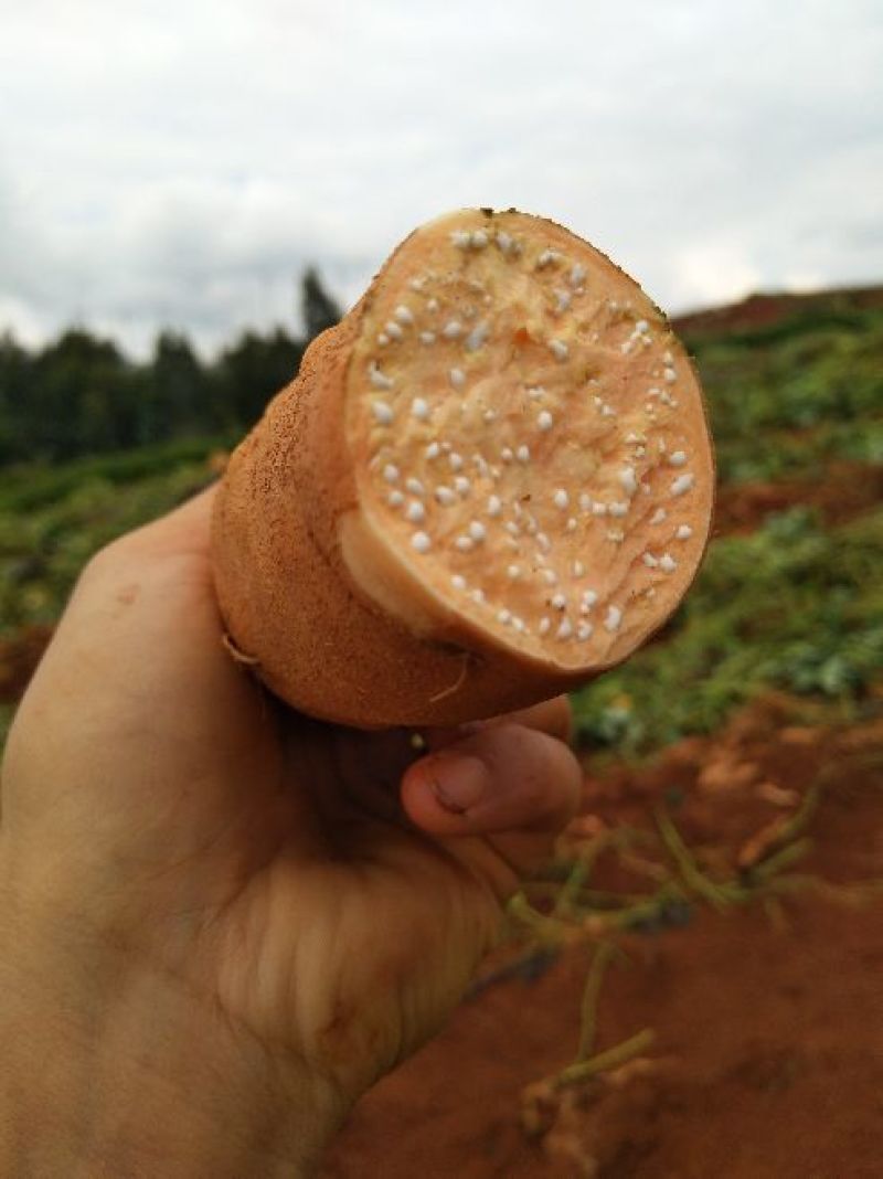 红薯小红薯黄心3两以上