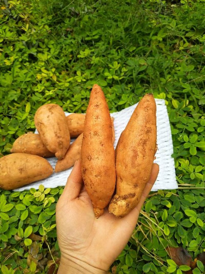 红薯小红薯黄心3两以上