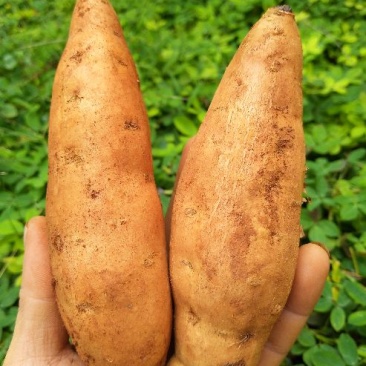 红薯小红薯黄心3两以上