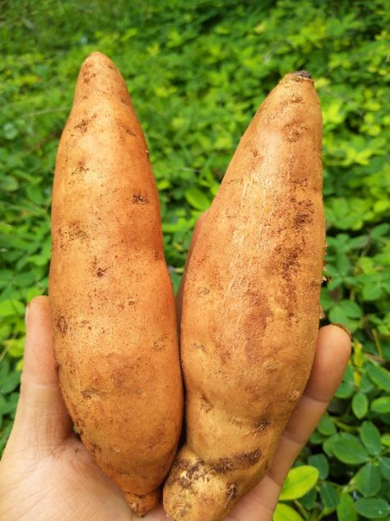 红薯小红薯黄心3两以上