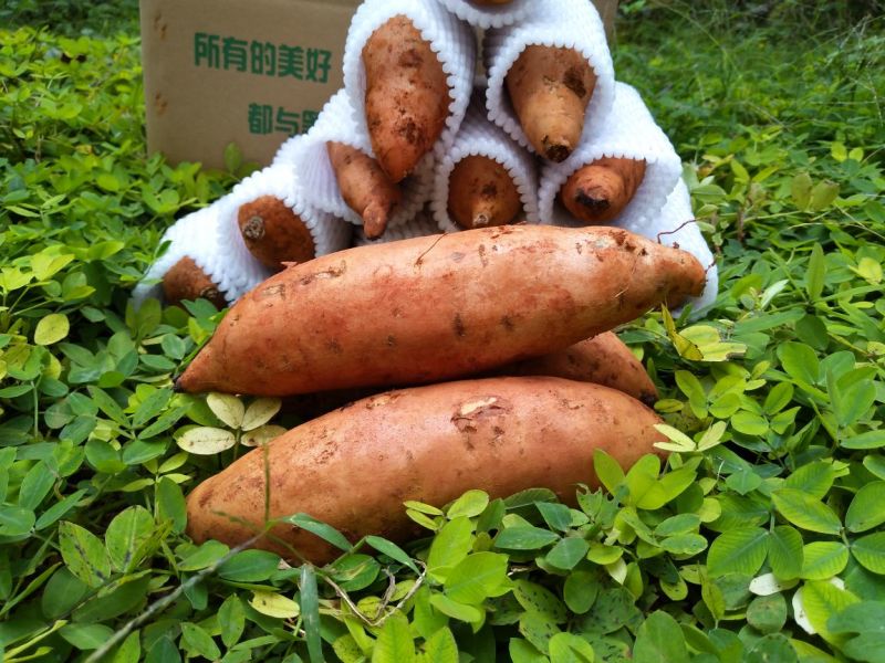 红薯小红薯黄心3两以上