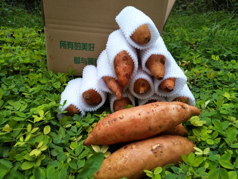 红薯小红薯黄心3两以上