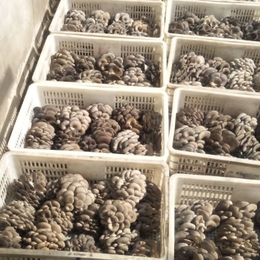 灰平菇厚3~5cm黑色