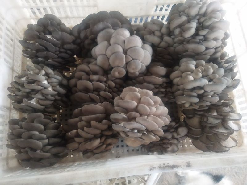 灰平菇厚3~5cm黑色