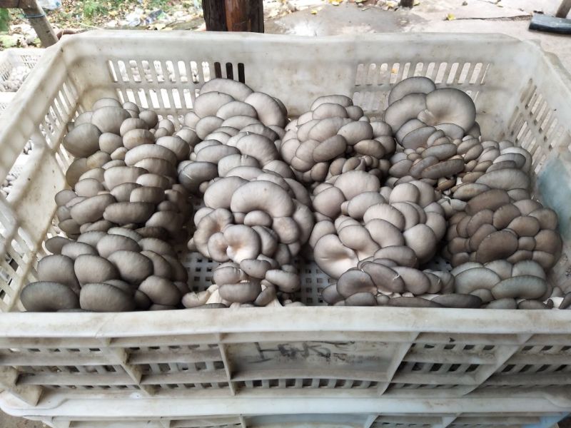 灰平菇厚3~5cm黑色