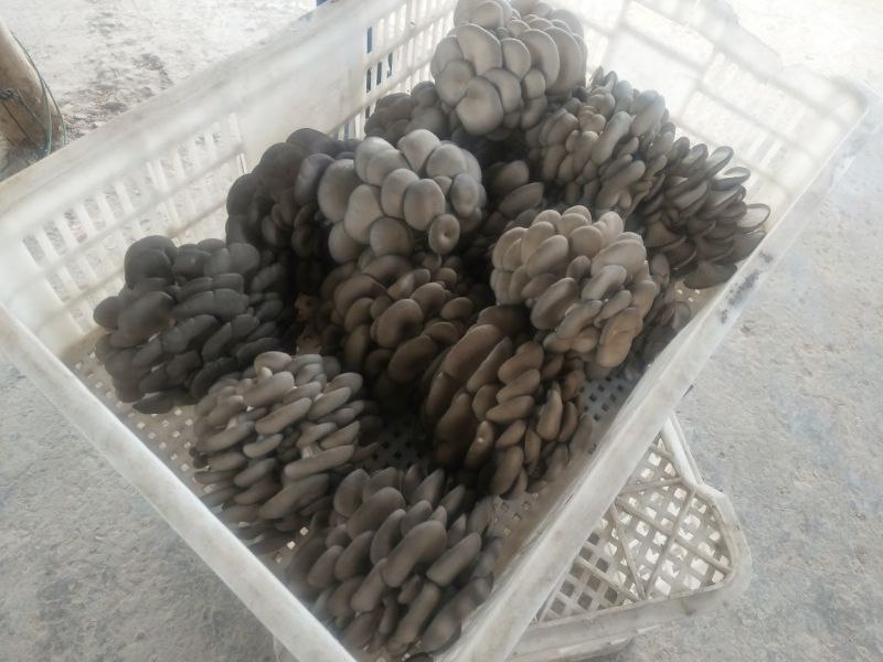 灰平菇厚3~5cm黑色