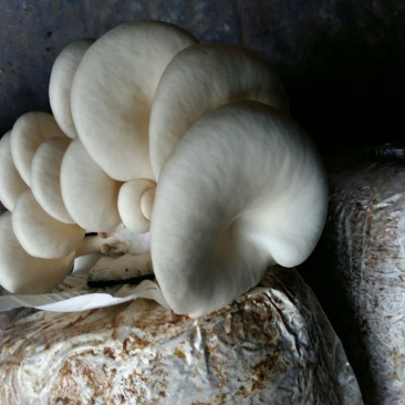 平菇菌棒23×53