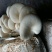 平菇菌棒23×53