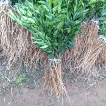 沃柑苗30~50cm