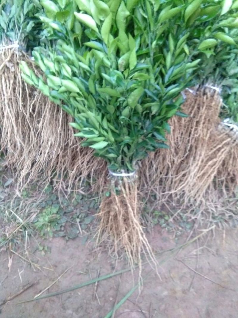 沃柑苗30~50cm