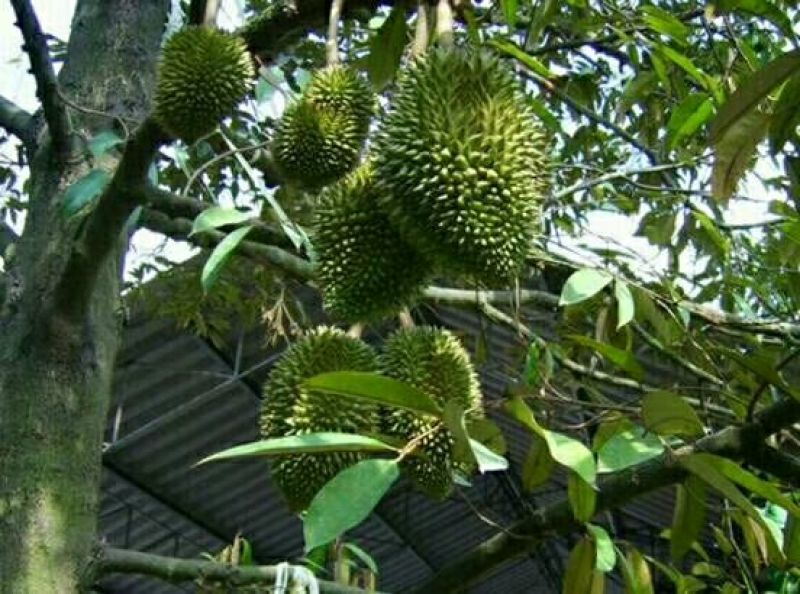 榴莲树苗30~50cm