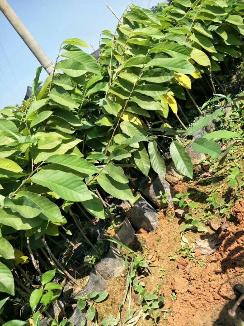 番荔枝苗30~50cm