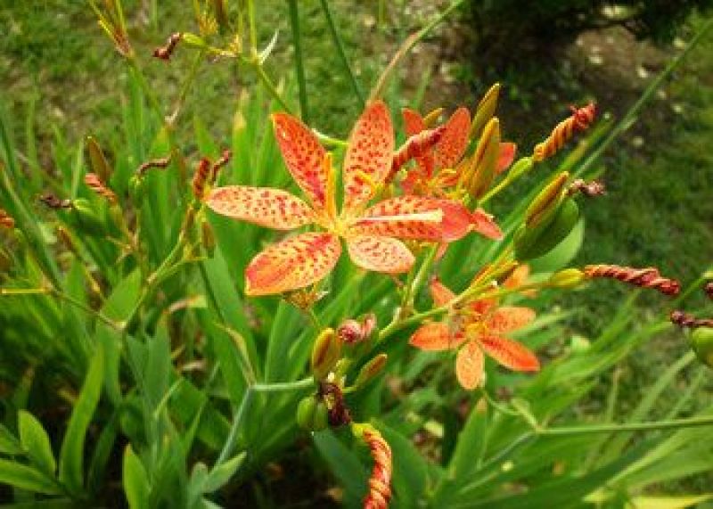 射干苗盆栽花卉室内观叶植物鸢尾种苗四季常青
