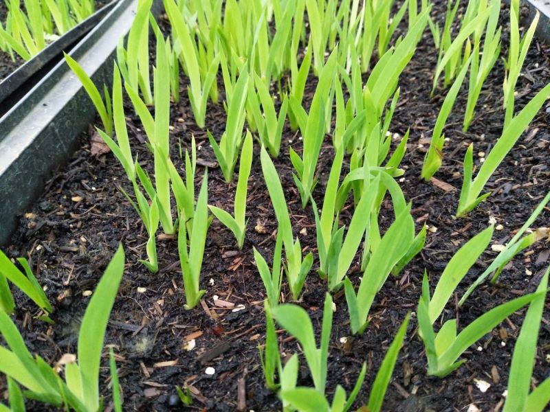 射干苗盆栽花卉室内观叶植物鸢尾种苗四季常青