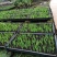 射干苗盆栽花卉室内观叶植物鸢尾种苗四季常青