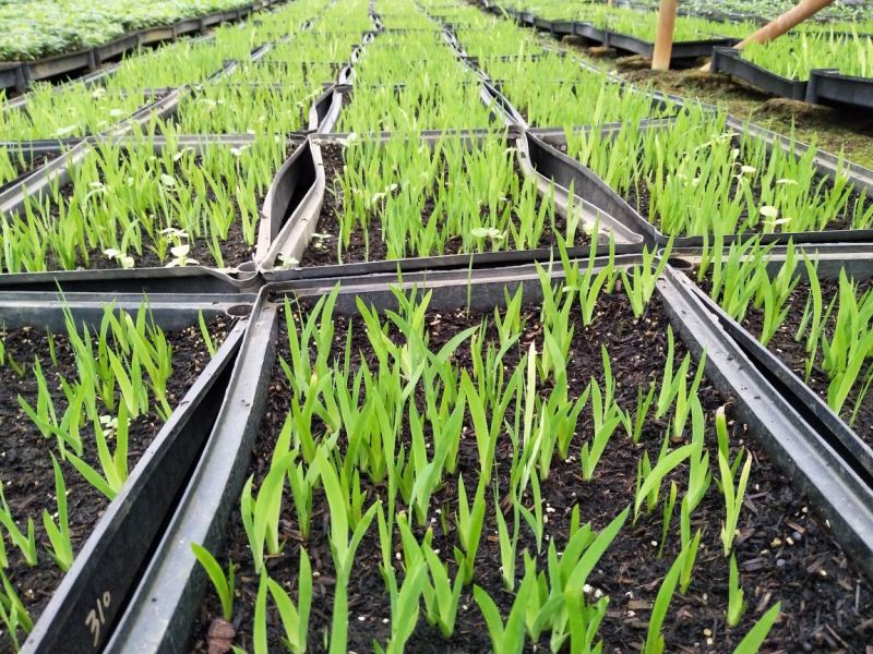 射干苗盆栽花卉室内观叶植物鸢尾种苗四季常青