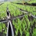 射干苗盆栽花卉室内观叶植物鸢尾种苗四季常青