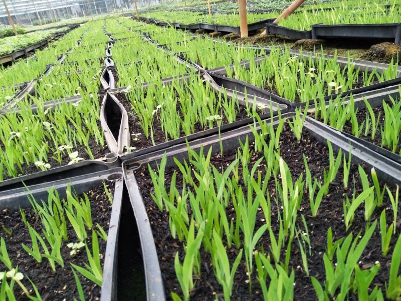 射干苗盆栽花卉室内观叶植物鸢尾种苗四季常青