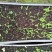射干苗盆栽花卉室内观叶植物鸢尾种苗四季常青