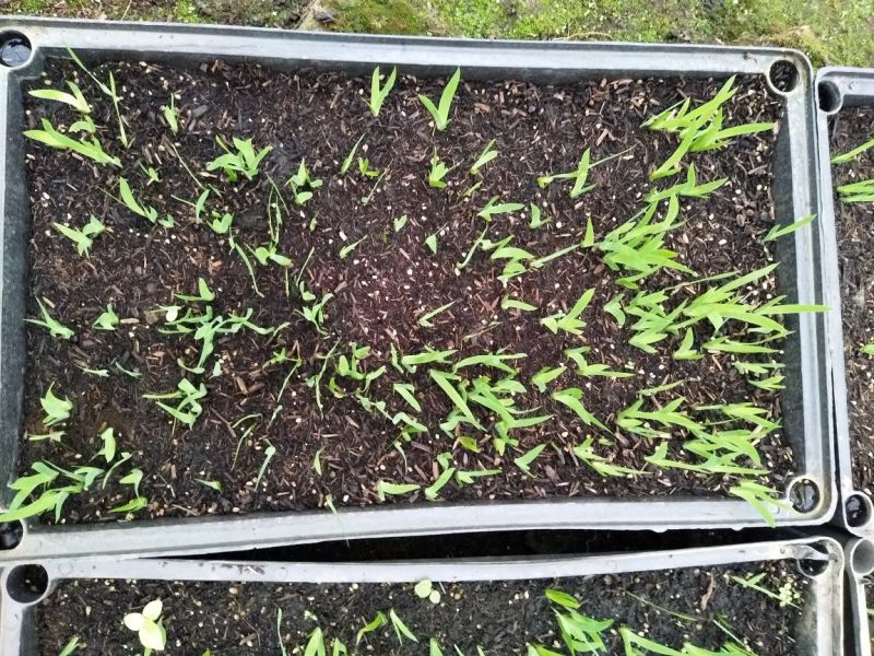射干苗盆栽花卉室内观叶植物鸢尾种苗四季常青
