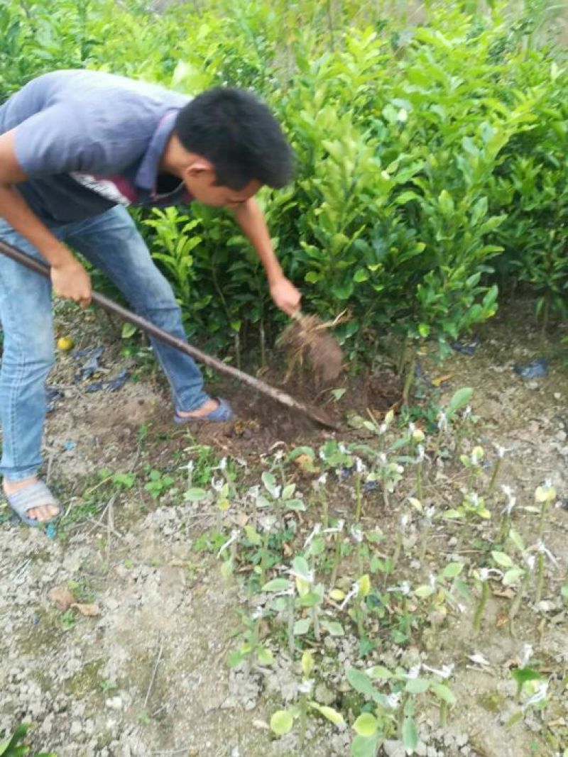 皇帝柑苗30~50cm