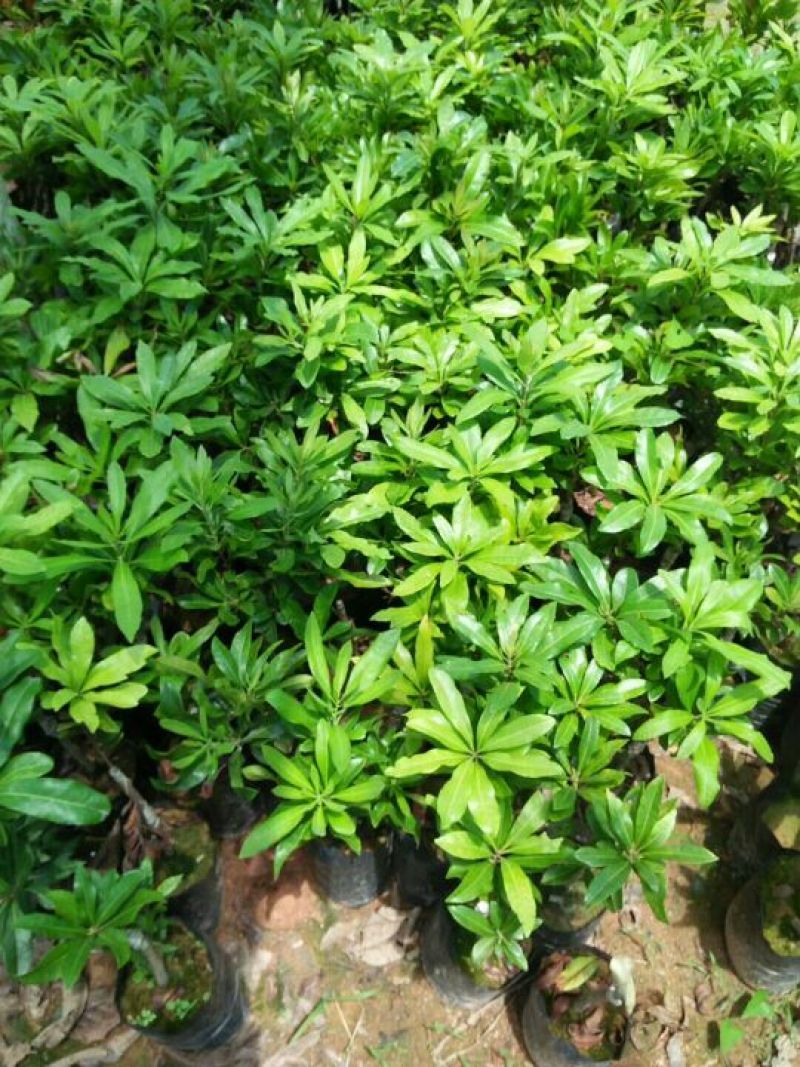杨梅苗30~50cm