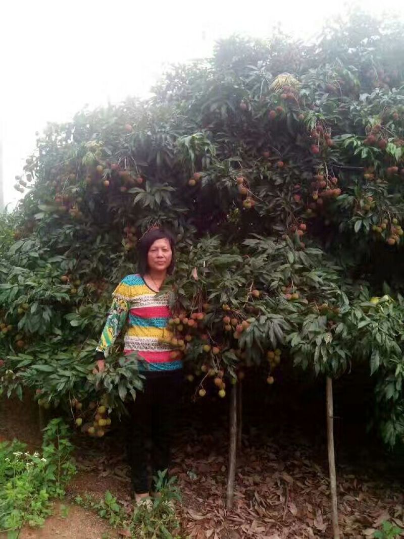 妃子笑荔枝苗80~100cm