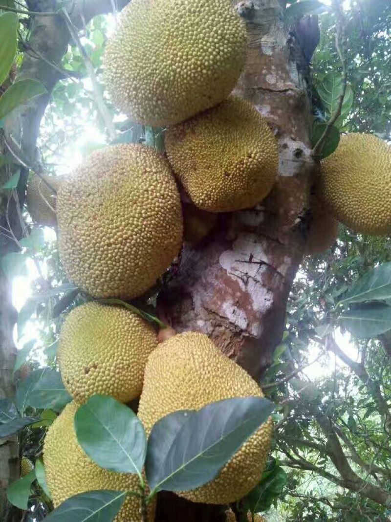 菠萝蜜苗稿接树