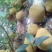 菠萝蜜苗稿接树