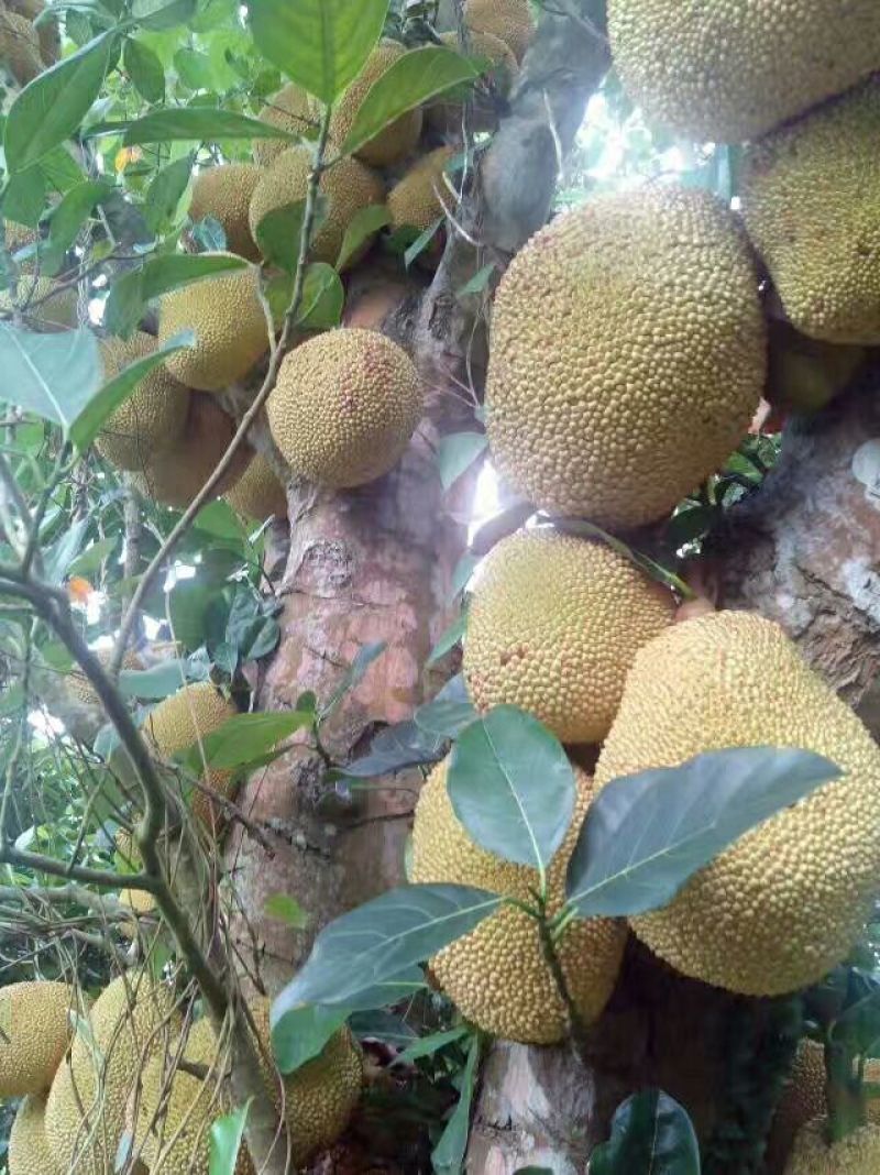 菠萝蜜苗稿接树