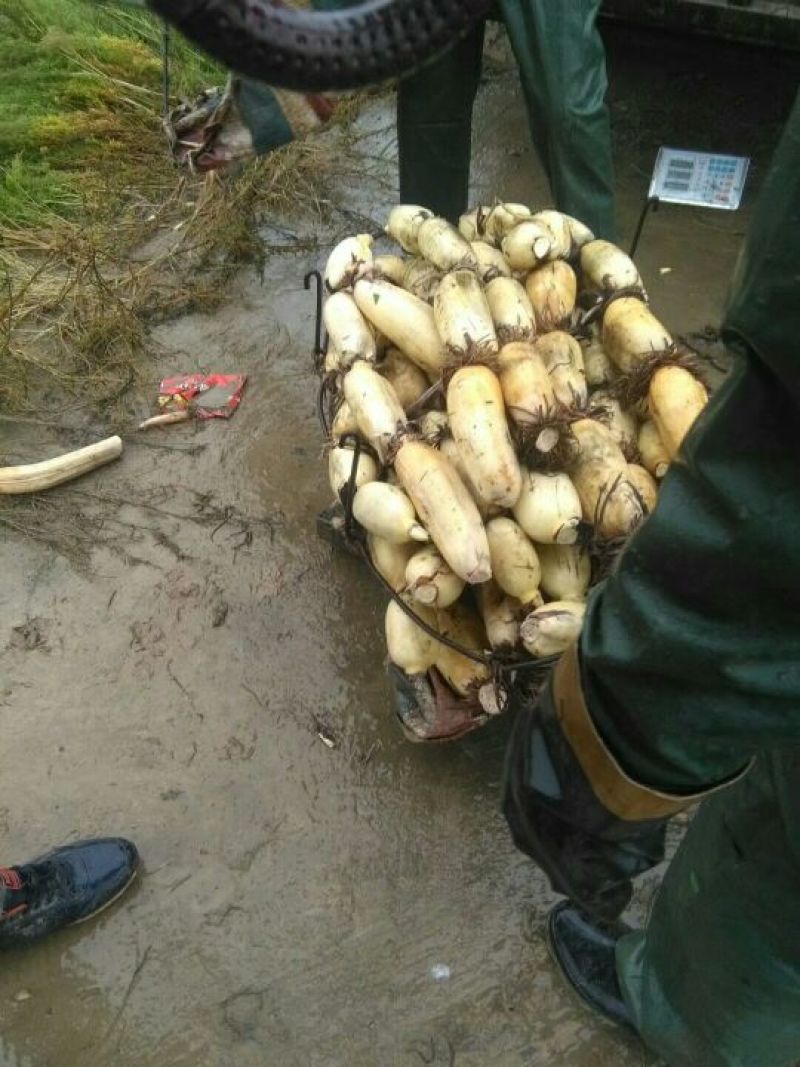 山西黄河滩莲藕
