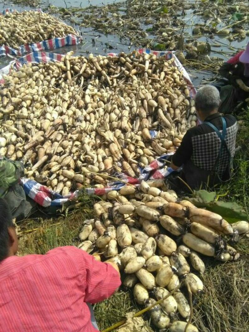 山西黄河滩莲藕