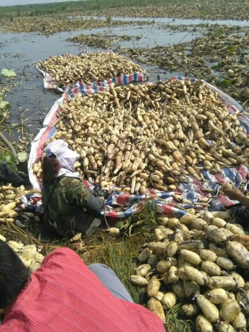 山西黄河滩莲藕