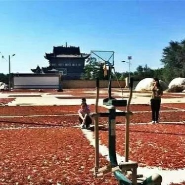 大红袍花椒一级干