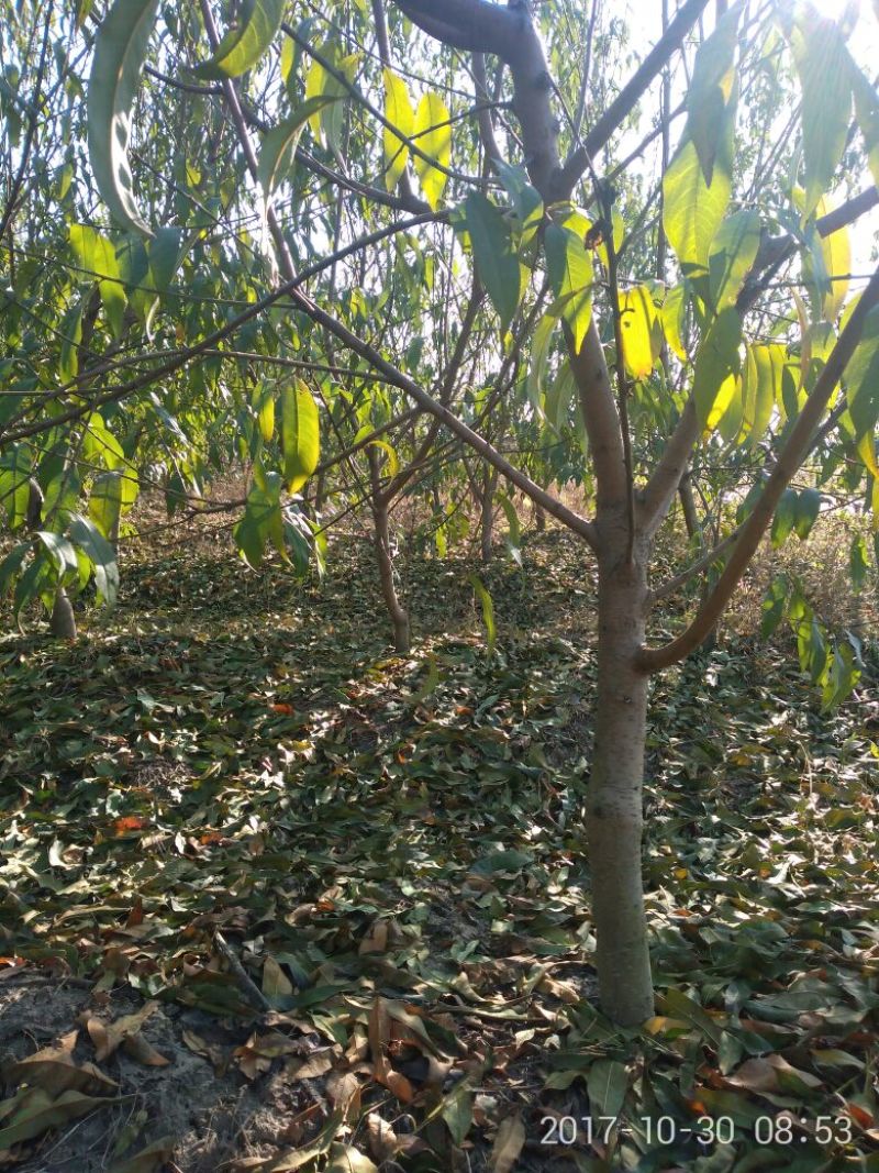 桃树6~8cm2.5~3米可广泛应用于占地工程建园