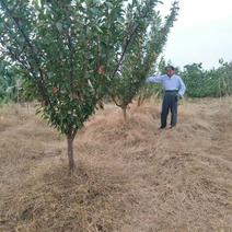 大量供应精品李子树5-10公分土球裸根均可操作