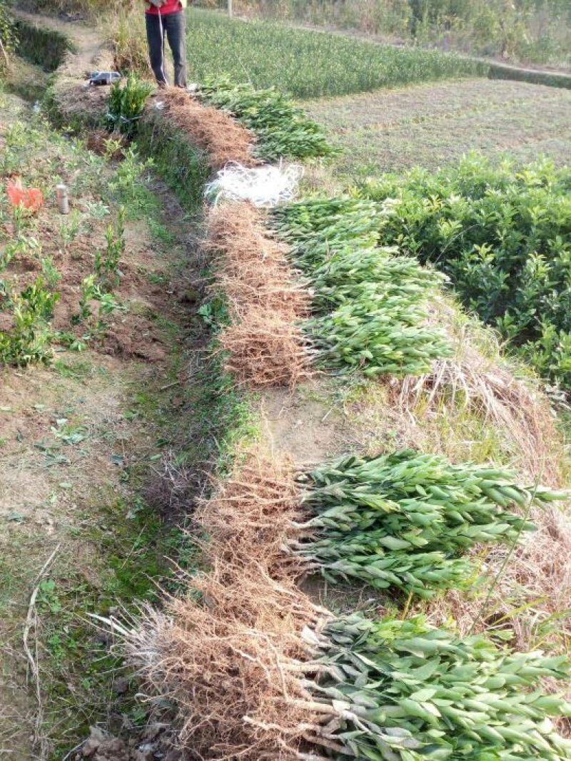 耙耳朵耙柑柑柑橘，基地直发，包邮
