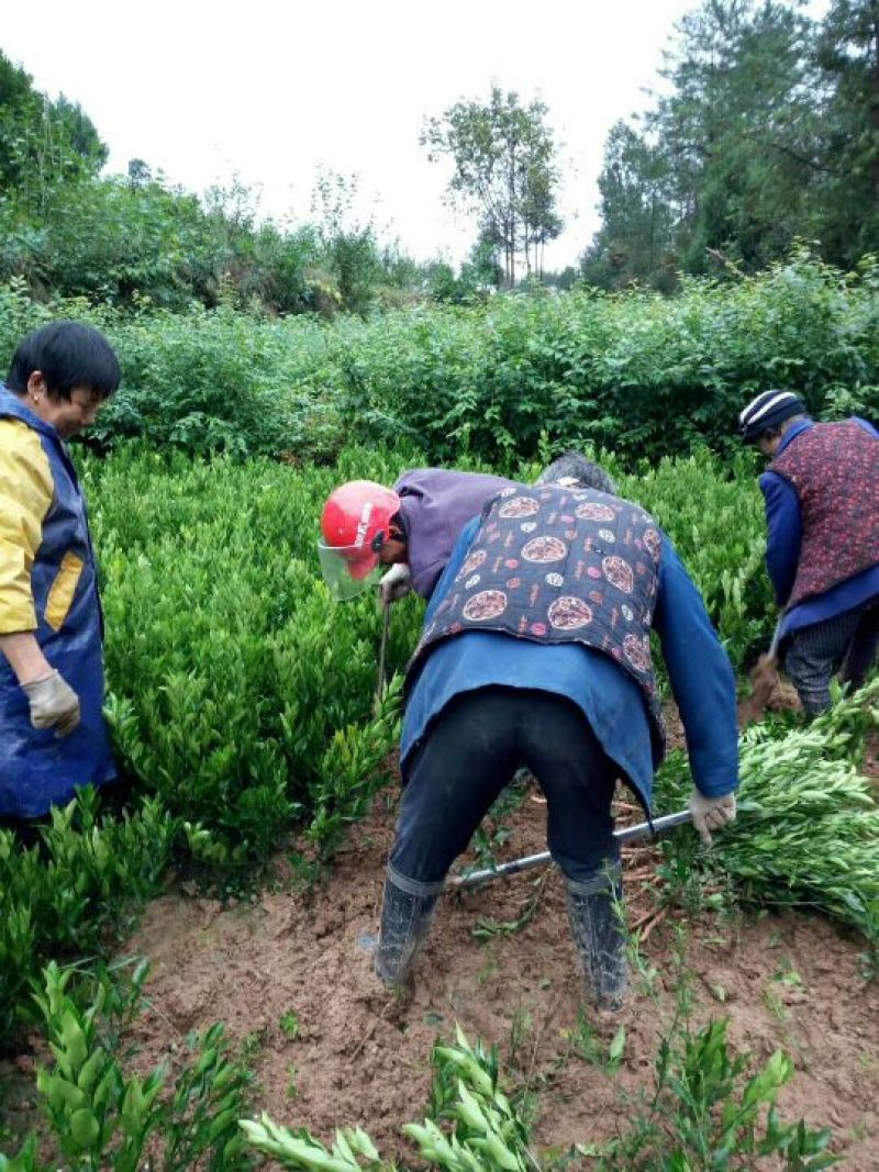 耙耳朵耙柑柑柑橘，基地直发，包邮