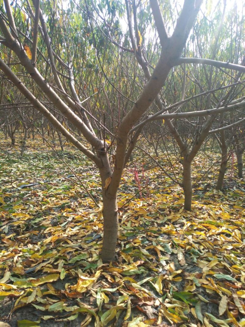 精品桃树土球裸根均可操作8~10cm2.5~3米