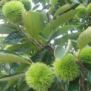 板栗苗30~50cm